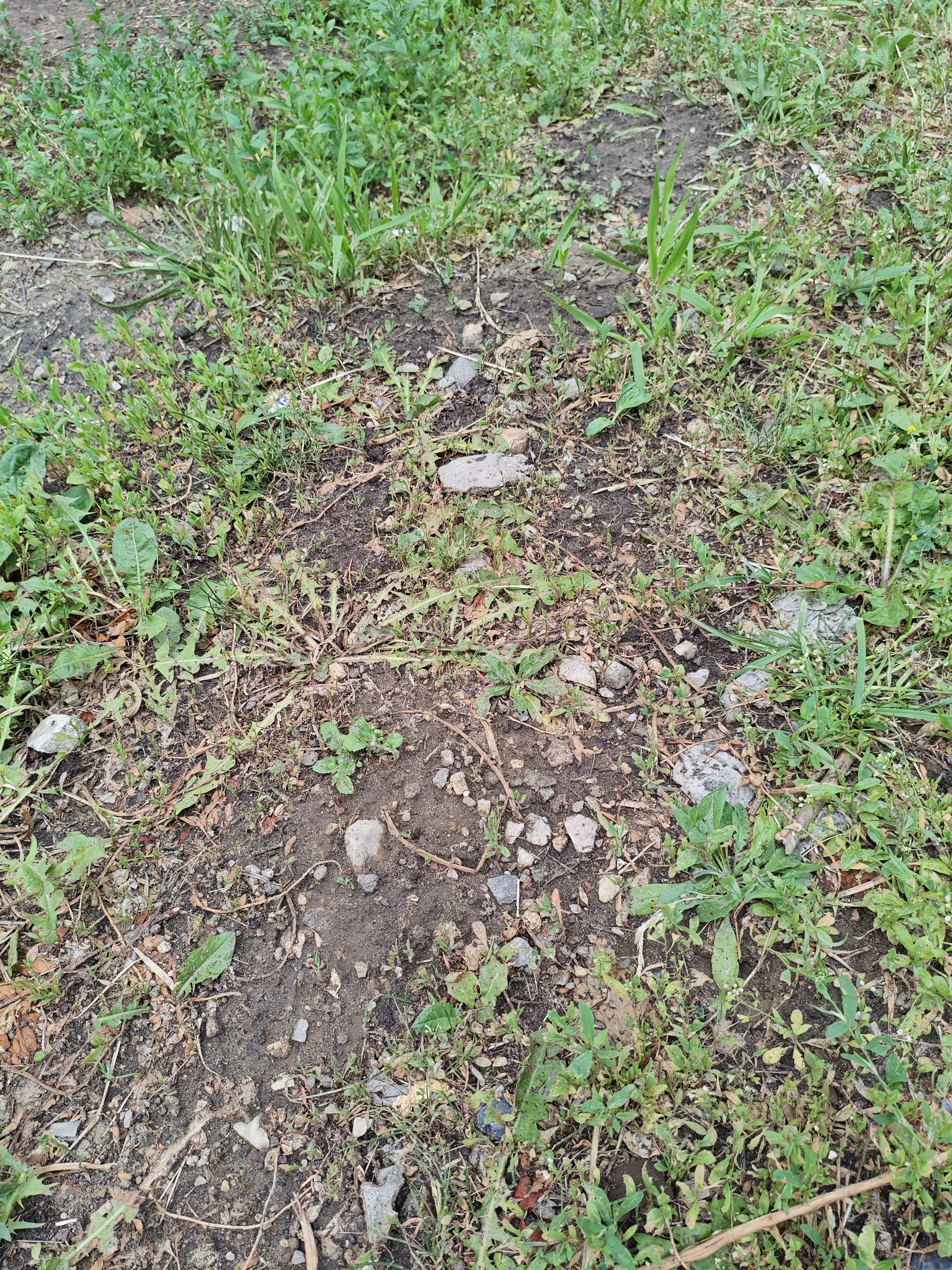IMG_20250613_160758.jpg